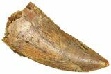 Serrated Raptor Tooth - Real Dinosaur Tooth #371460-1
